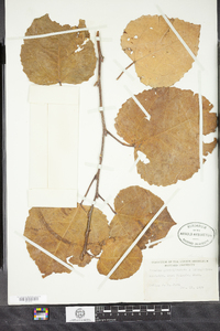 Populus smithii image