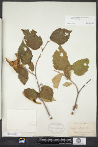 Corylus cornuta image