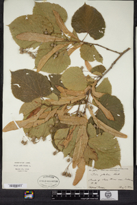 Tilia americana image