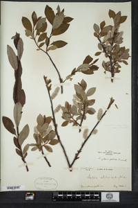 Salix planifolia image