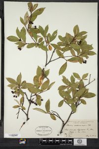 Photinia melanocarpa image