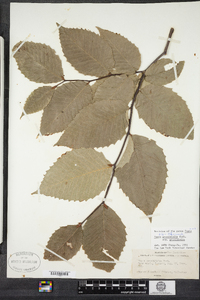 Fagus grandifolia image