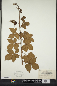 Rubus frondosus image