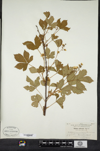 Rubus setosus image