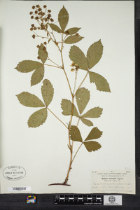 Rubus setosus image