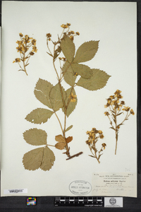 Rubus setosus image