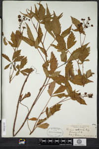 Rubus setosus image