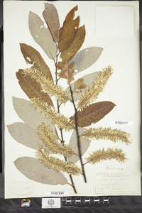 Salix discolor image