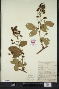 Rubus canadensis image