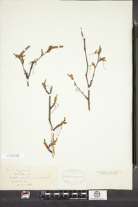 Betula caerulea image