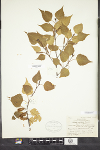 Betula caerulea image