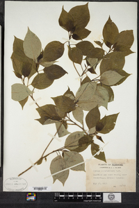 Cornus alternifolia image