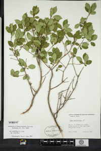 Ilex verticillata image