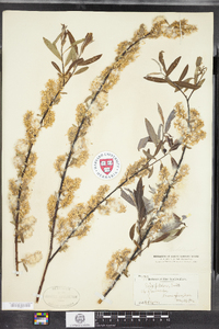 Salix petiolaris image