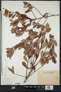 Rhododendron viscosum image