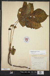 Toxicodendron rydbergii image