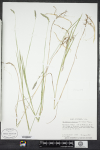 Muhlenbergia glomerata image