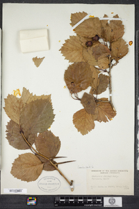 Crataegus jonesiae image