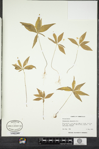 Lysimachia borealis image