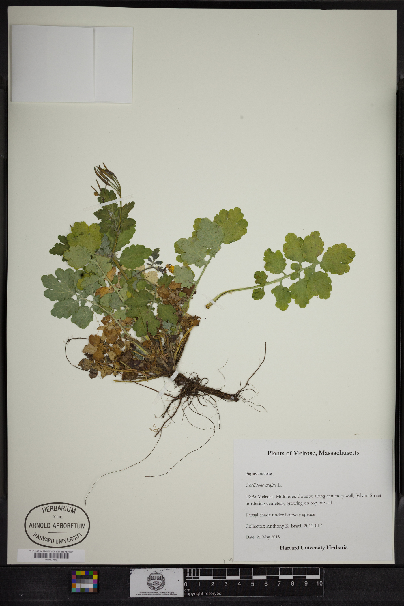 Chelidonium majus image