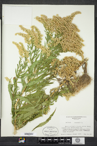 Solidago canadensis image