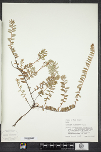 Vaccinium macrocarpon image