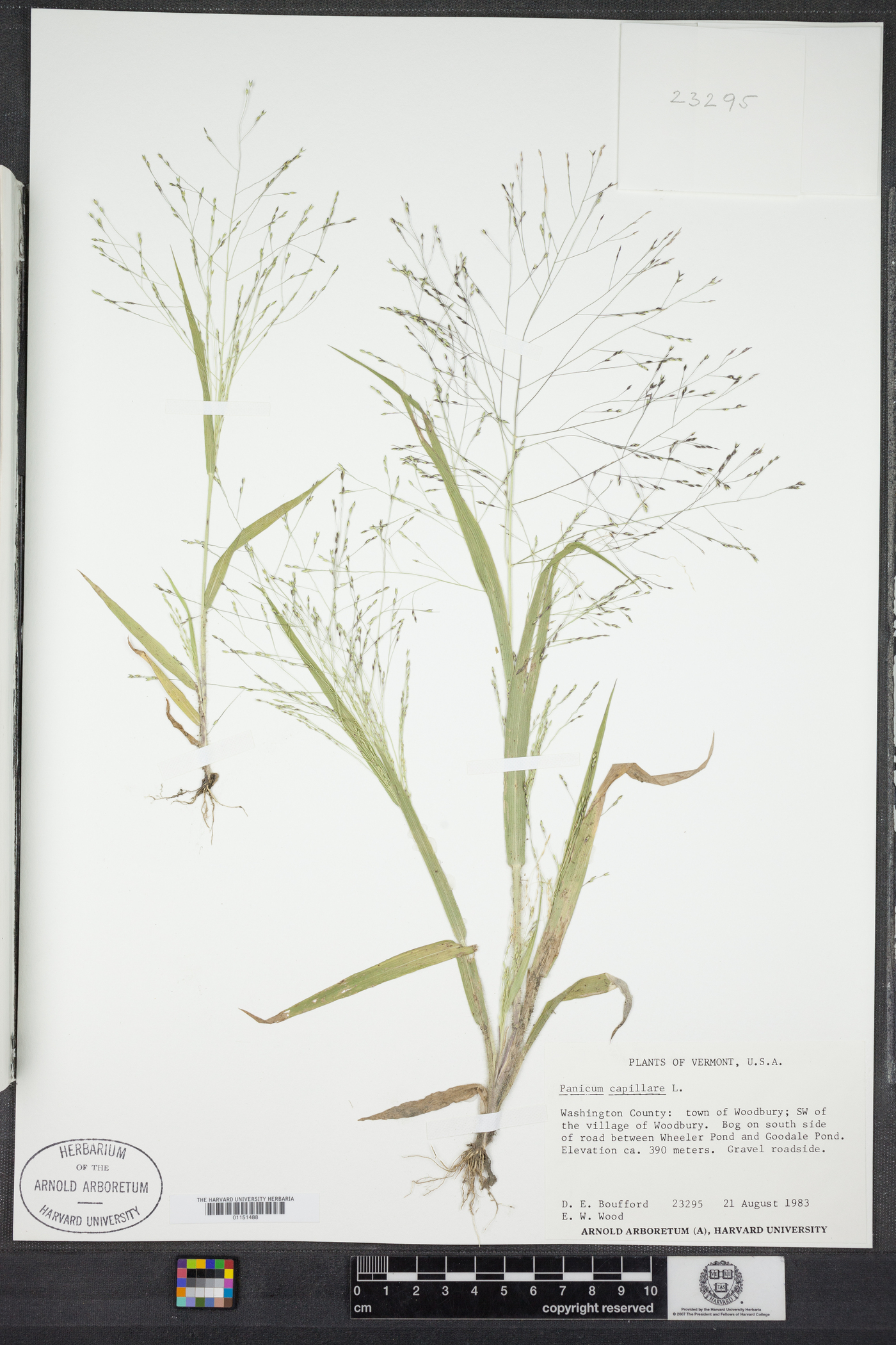 Panicum capillare image