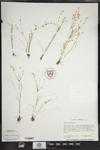 Juncus bufonius image