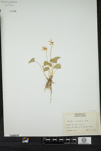 Viola cucullata image