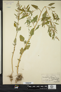 Chenopodium album image