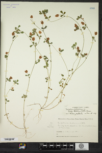 Trifolium dubium image