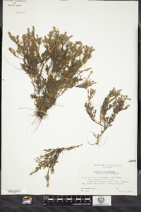 Hudsonia ericoides image