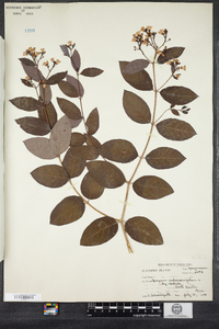 Apocynum androsaemifolium image