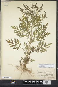 Ambrosia artemisiifolia image