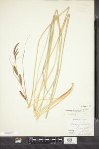 Carex acutiformis image