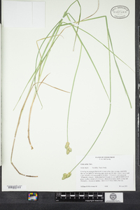 Carex alata image