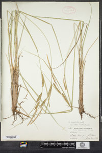 Carex aquatilis image