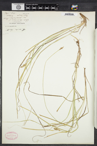 Carex arcta image