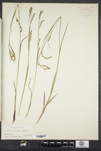 Carex arctata image