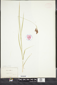 Carex atratiformis image