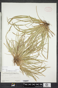 Carex backii image