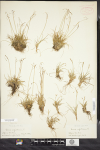 Carex capillaris image