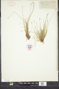 Carex capitata ssp. arctogena image