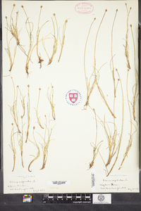 Carex capitata ssp. arctogena image