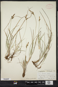 Carex caryophyllea image