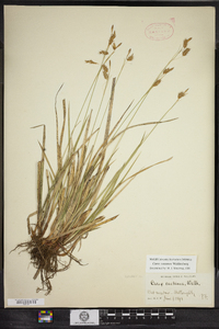 Carex castanea image