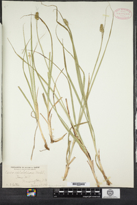 Carex cephalophora image