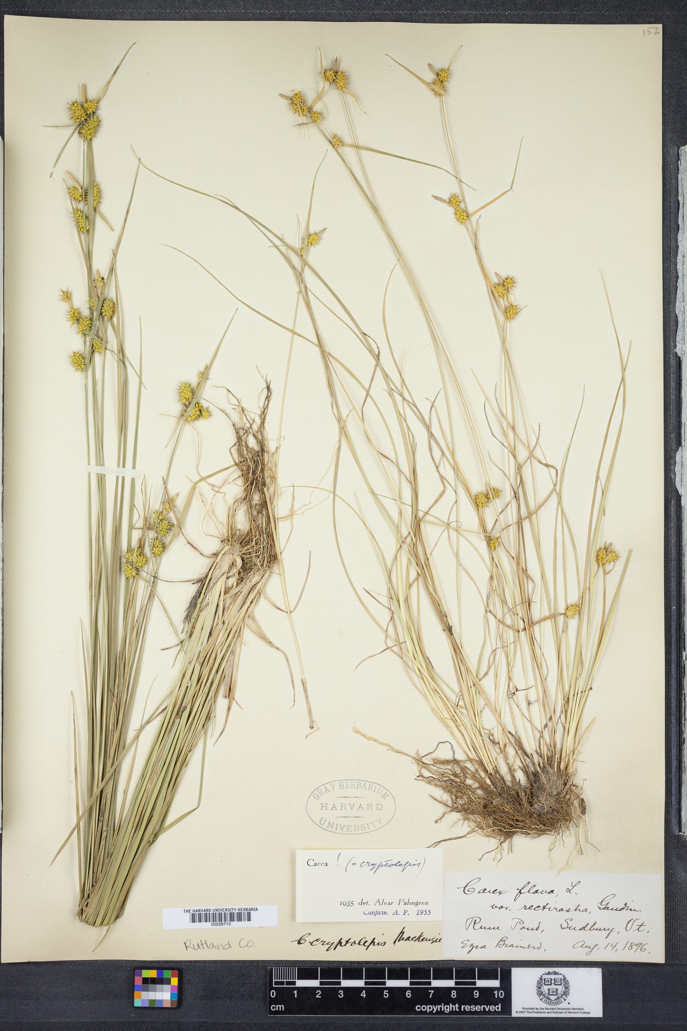 Carex cryptolepis image