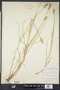 Carex cumulata image