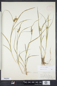 Carex flava image